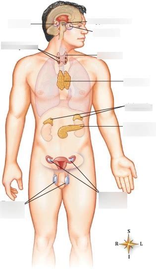 Endocrinology System Diagram Diagram Quizlet