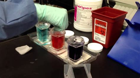 Jorsen Wright Stain Procedure Lab