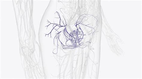 Premium Photo Tributaries Of Internal Iliac Vein