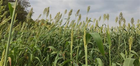 Cover Crop Mixes Renovo Seed