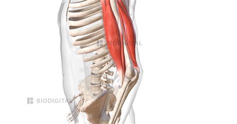upper arm muscles