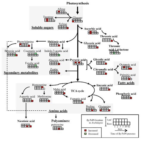 Overview Of The Metabolic Response In Arabidopsis Leaf To LT RT Or