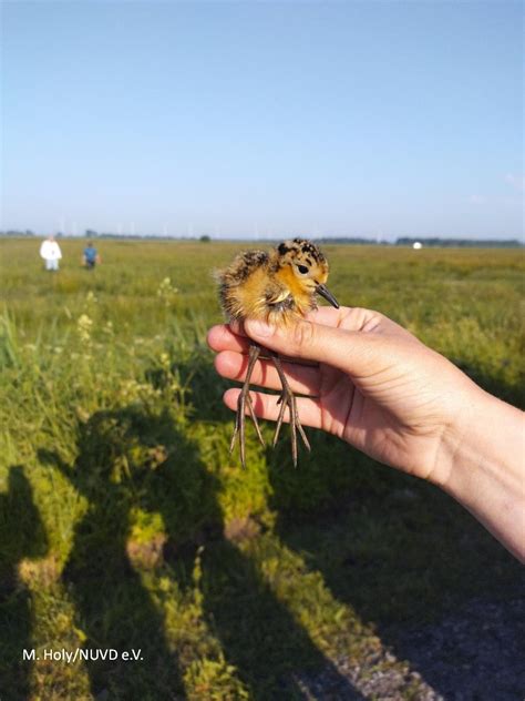 Kampfl Ufer Brutnachweise D Mmer Natur Blog