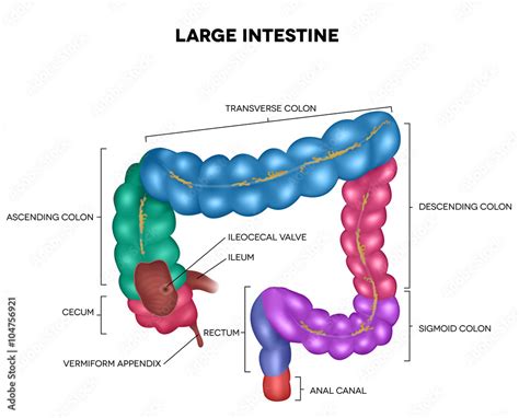 Ascending Colon Diagram