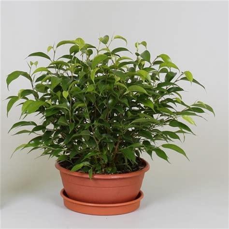 Фикус Бенджамина Наташа (Ficus benjamina Natasja) - описание сорта ...