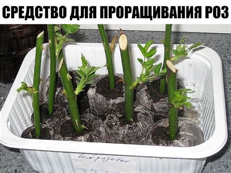 Супер-средство "Тройчатка" для проращивания роз.