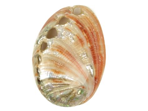 Red Abalone Shell