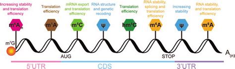 2 Chemical modifications in eukaryotic mRNA. A schematic representation ... 