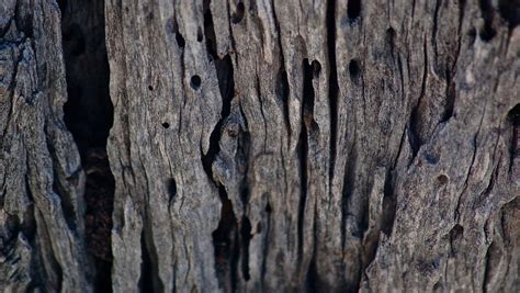 Fotos Gratis Rbol Naturaleza Bosque Rama Madera Textura Hoja