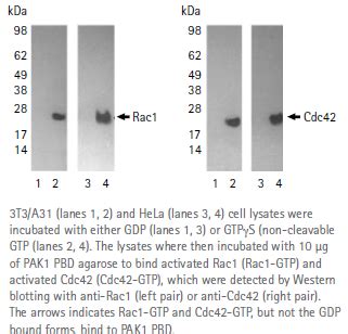 Rac Cdc Activation Assay Kit