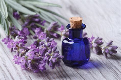 Making Lavender Oil Or A Lavender Oil Tincture Hgtv