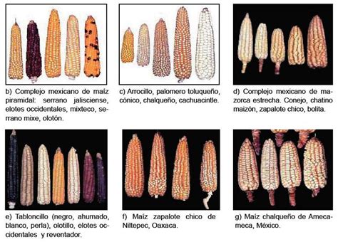 El Maiz Conoce Sus Tipos Y Definicion