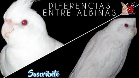 Diferencias Entre Las Ninfas Albinas YouTube