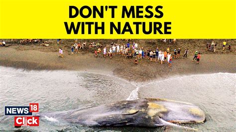 Bali News Today Massive Sperm Whale Beaches Itself Dies In Bali English News News18 Youtube