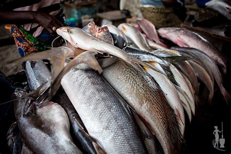 Nigeria Records 57m Tonnes Of Fish In 5 Years The Nation Newspaper