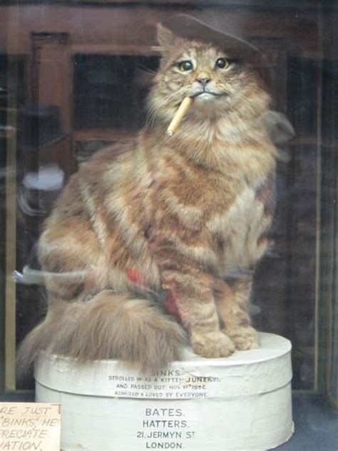 Cats Animals Taxidermy