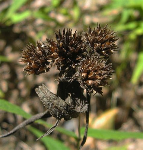 Helianthus Divaricatus Rough Sunflower Woodland Sunflower North