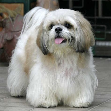 Lhasa Apso - Puppies, Rescue, Pictures, Information, Temperament ...