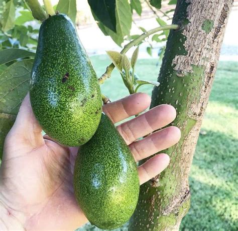 Mexicola Grande Avocado Grow Guide Tropical Tree Guide