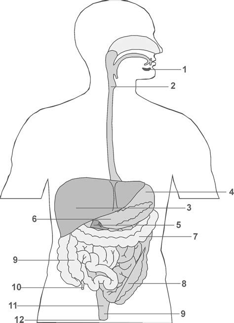 Blank Digestive System Diagram To Label Digestive Paintings
