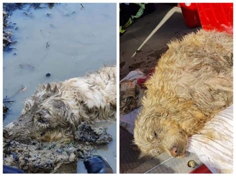 Les Pompiers Sauvent Un Chien Coinc Dans Un Tang Et Esp Rent