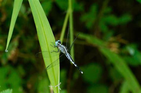 Top 10 Most Beautiful Dragonfly Species