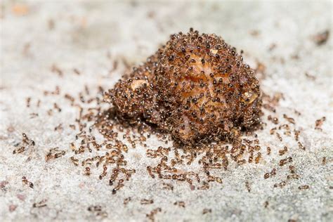 Pest Control For Ants In Yard At Rosemary Wagner Blog