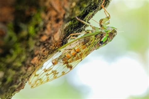 Cicada Animal Insect Summer Rareloop