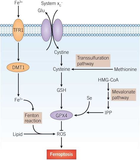 Ferroptosis Regulated Cell Death Tocris Bioscience