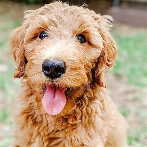 W I N N I E The M I N I🐾 Winnietheminidoodle • Instagram Photos And