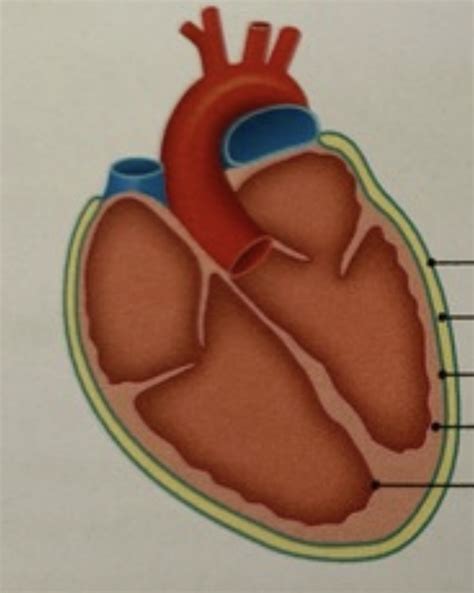 D 1 Herzbeutel Herzwand Diagram Quizlet
