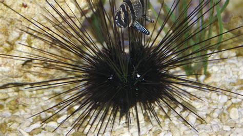 Mystery Pathogen Is Stripping Sea Urchins Of Their Flesh And Turning