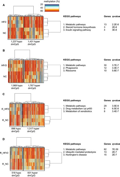 Unsupervised Hierarchical Clustering Of All Differentially Methylated