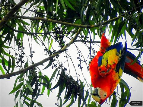 Volvieron Las Guacamayas A Medellin Y El El Poblado