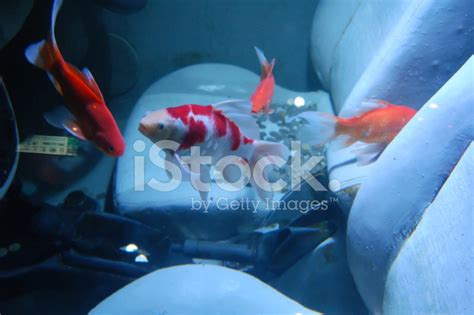 Foto De Stock Peixes Em Um Carro Royalty Free FreeImages