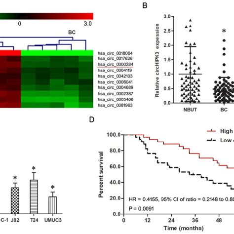 The Expression Of Circhipk3 Was Down Regulated In Bc A Representative