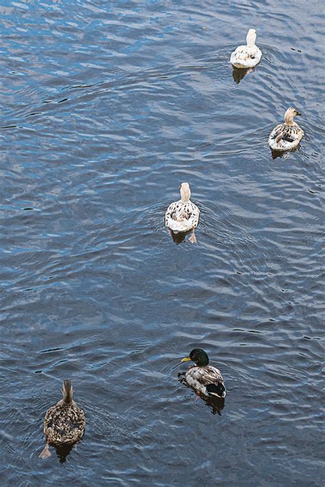 Canards Souchets En Balade Familliale Dsc Flickr