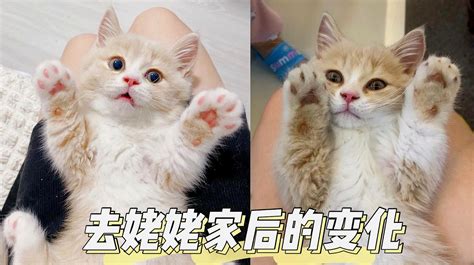 超萌奶猫小视频集合