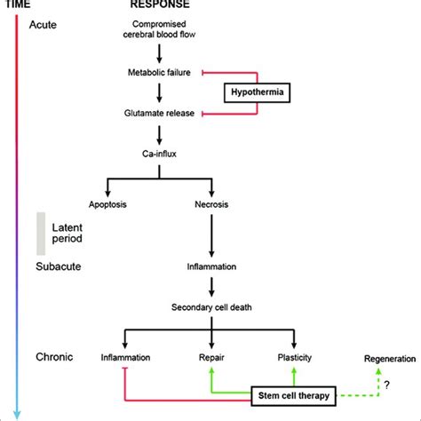 Inflammatory Cascade Following Hypoxia Ischemia Compromised Cerebral