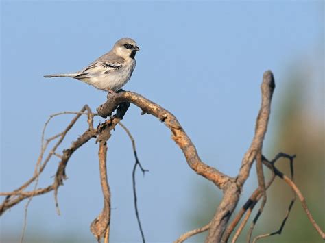 22 Birds That Start With Z Sonoma Birding