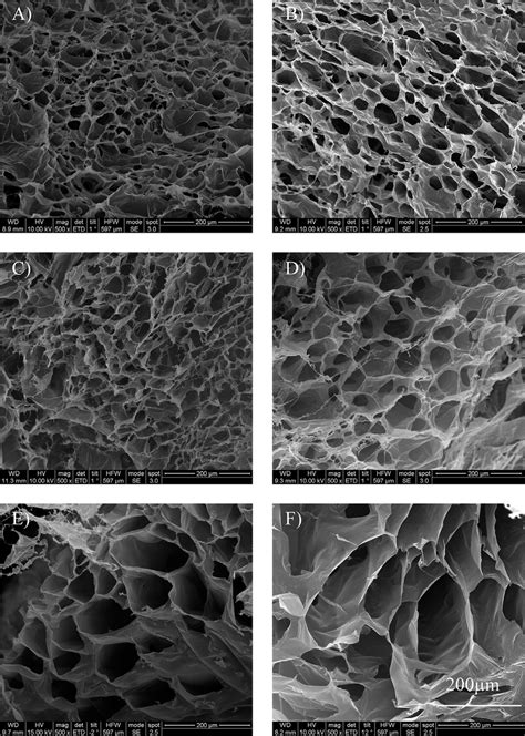 Scanning Electron Microcopy Sem Images From The Cross Section Of