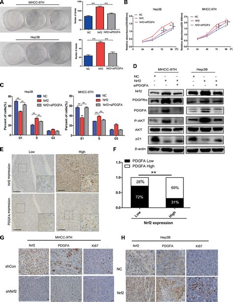 The Tumor Promoting Effect Of Nrf2 Is Dependent On Pdgfa A Colony