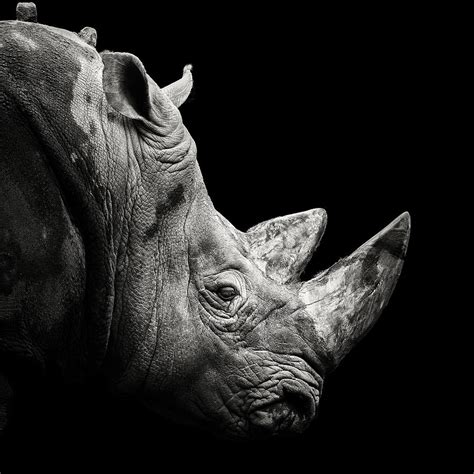 Rhino Photograph By Christian Meermann Fine Art America