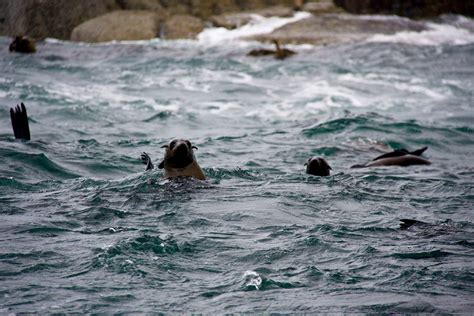 Остров морских котиков, Seal Island - Кейптаун