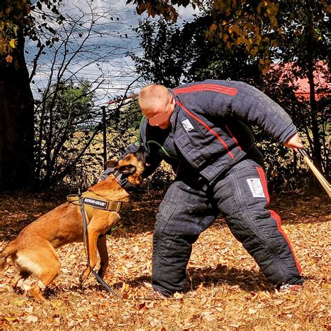 Owczarek Belgijski Malinois FCI Kosów Lacki OLX pl