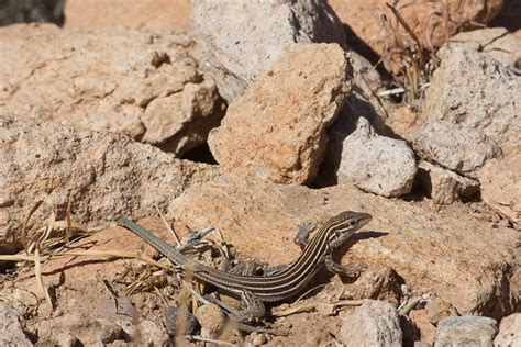 Desert Grassland Whiptail Reptiles Of Coronado Nmem · Naturalista Mexico