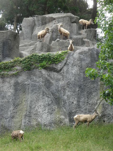 動物園のsdgs～持続可能な群れの維持のために～こぼれ話｜ブログ金沢動物園公式サイト｜公益財団法人 横浜市緑の協会