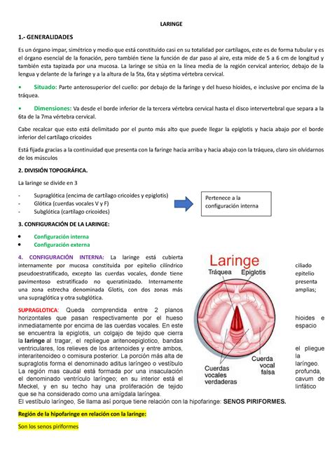 Laringe Final Final CLASE DE OTORRINO LARINGE 1 GENERALIDADES Es