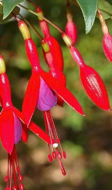 Découvrez le Fuchsia Regia Reitzii Un joyau coloré pour votre jardin