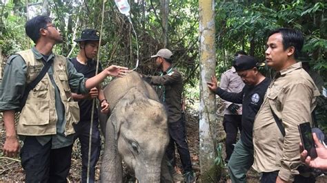 Mengobati Anak Gajah Kurus Yang Luka Terkena Jerat Di Kaki Kirinya